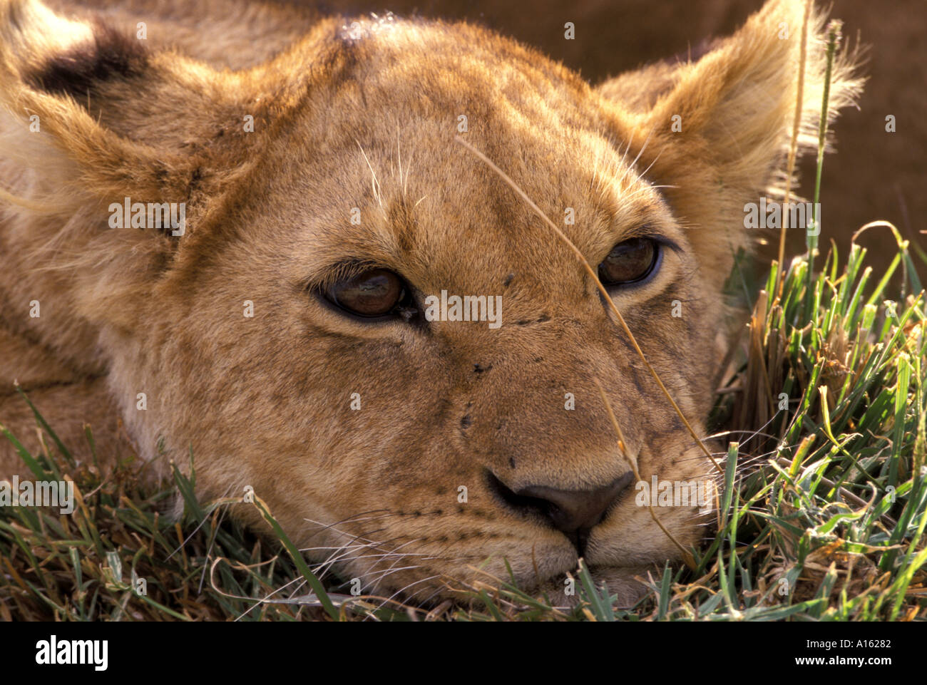 MAMMAL YOUNG LION AFRICAN PANTHERA LEO MASAI MARA GAME RESERVE KENYA ...