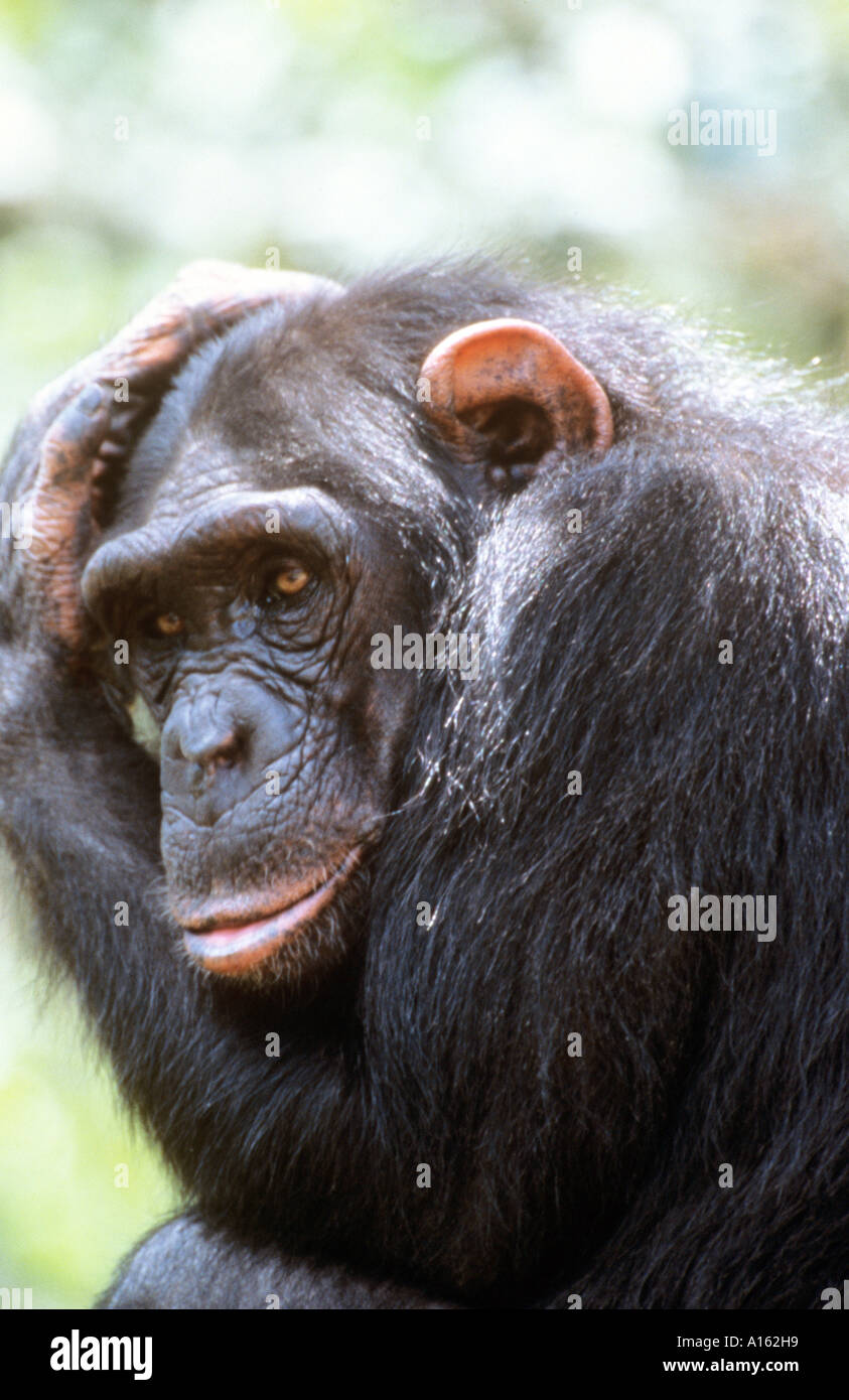 Chimpanzee rescue hi-res stock photography and images - Alamy