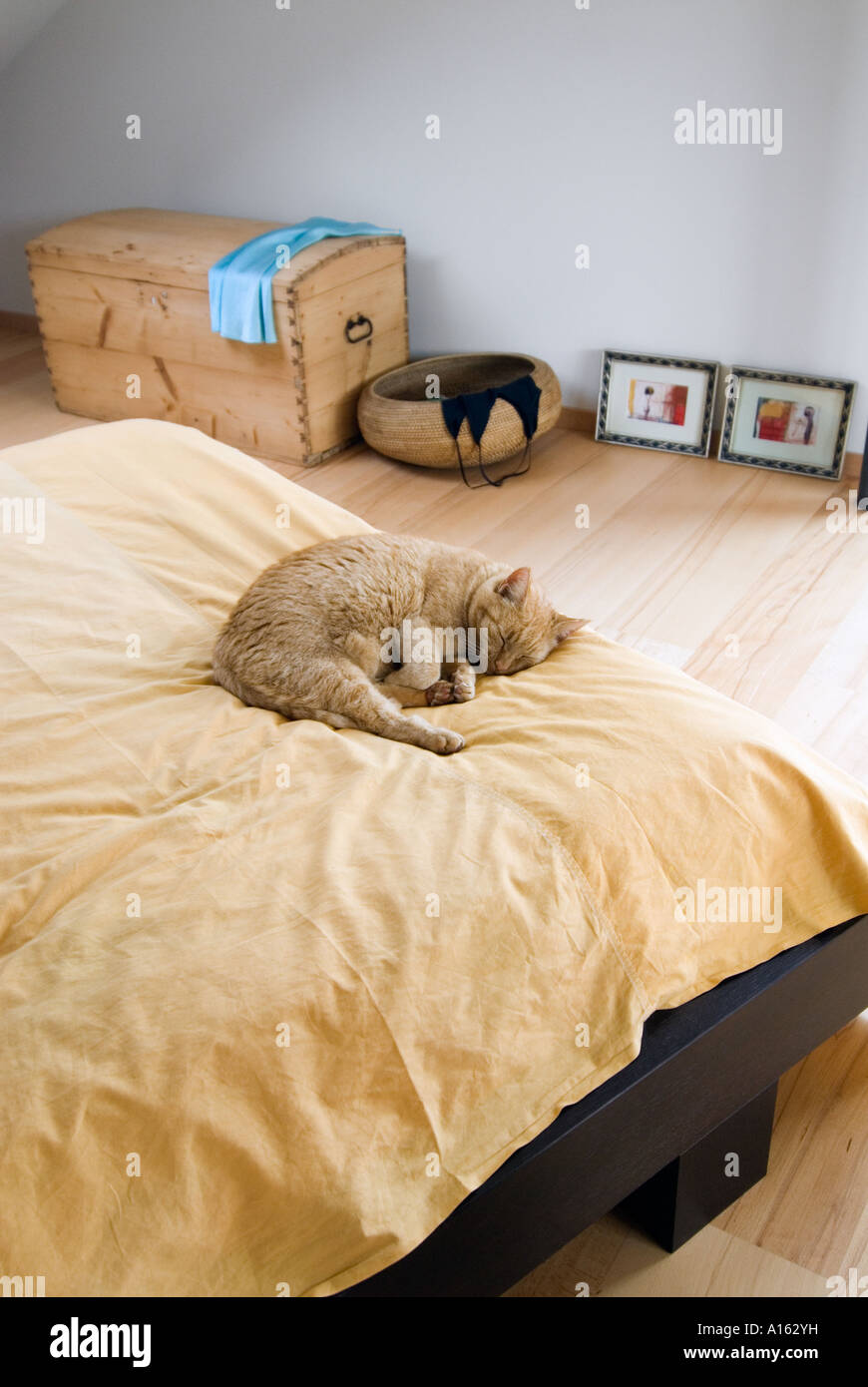 Cat sleeping on a bed Stock Photo