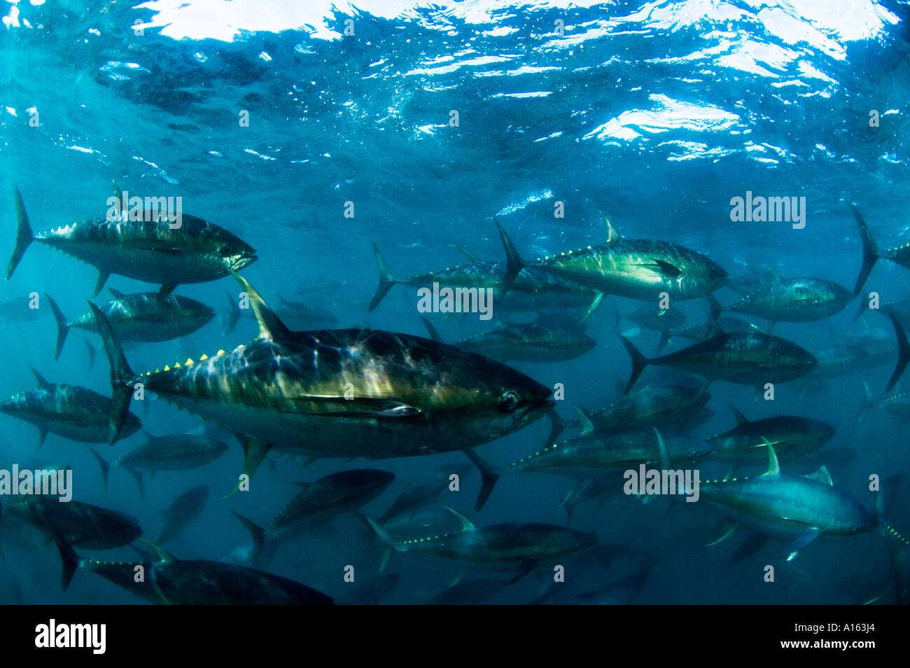 Yellowfin tuna farming in Mexico the fish are destined for high value