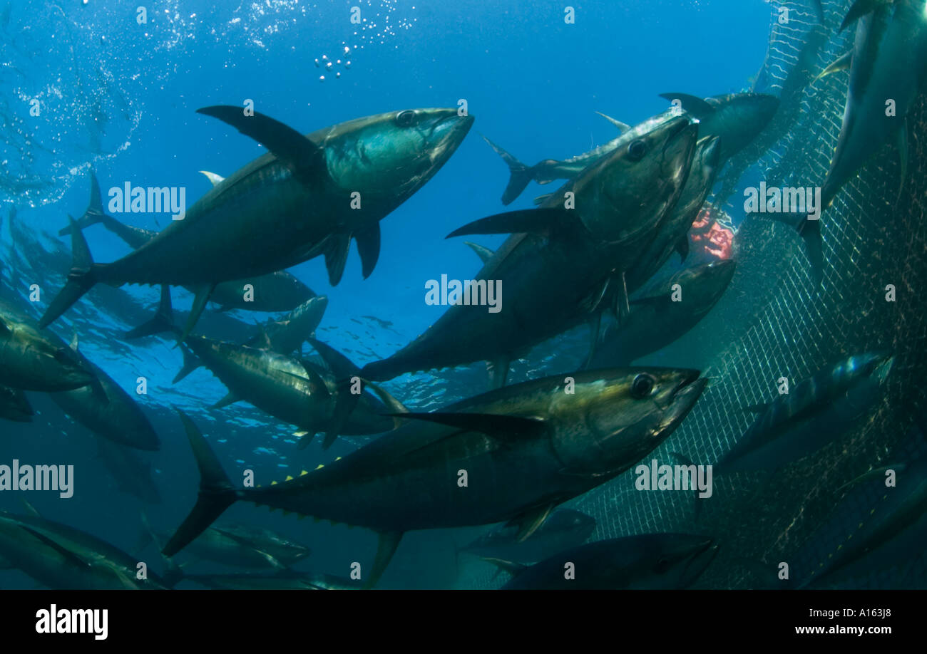 Yellowfin tuna farming in Mexico the fish are destined for high value