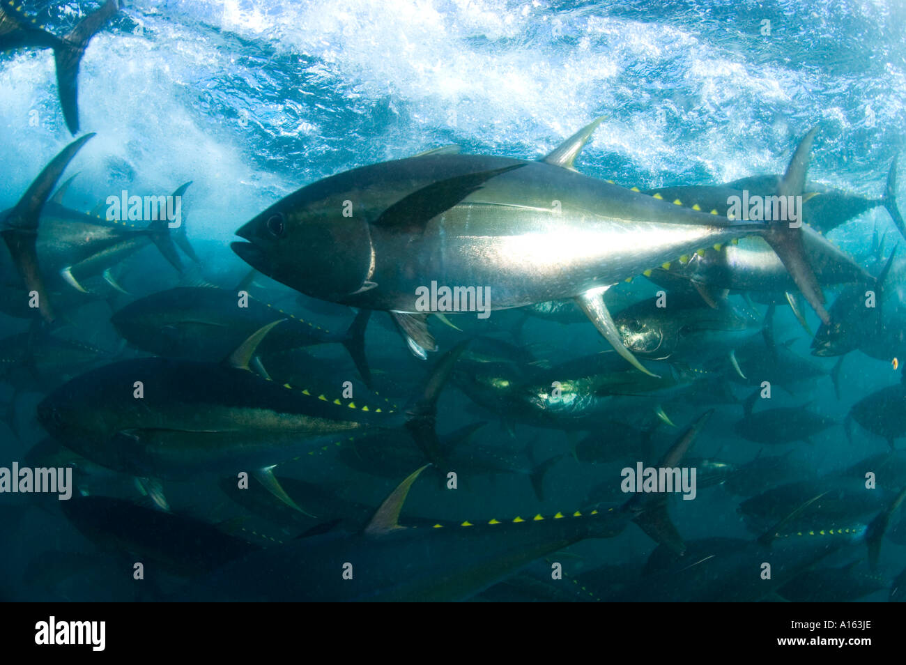 Tuna farming hires stock photography and images Alamy