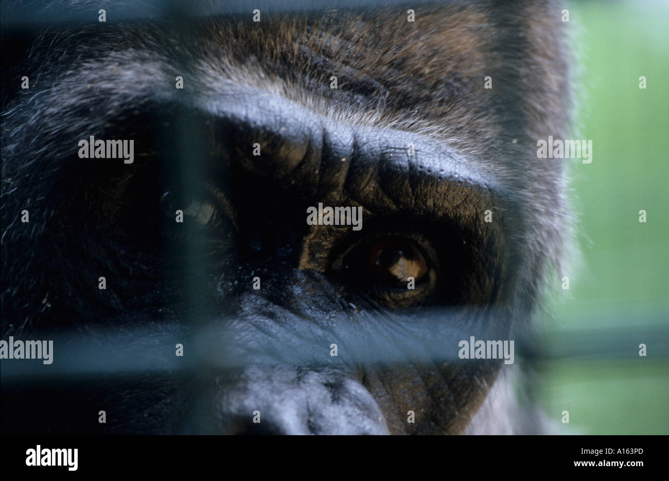 Lowland Gorilla Behind Bars Gorilla gorilla Captive UK Stock Photo