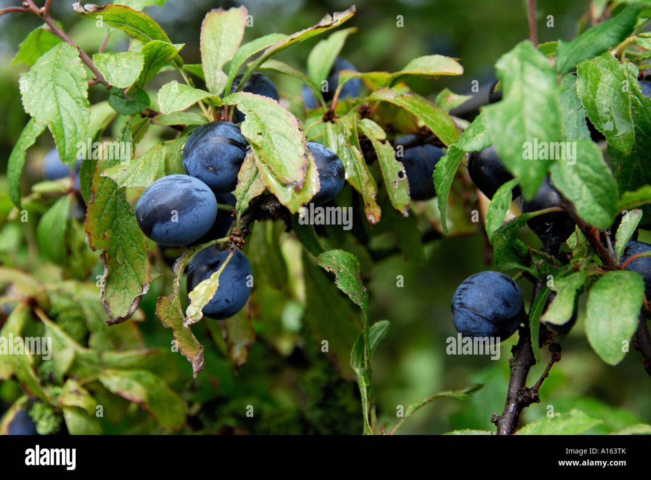 "Sloe berries on blackthorn bush Stock Photo Alamy