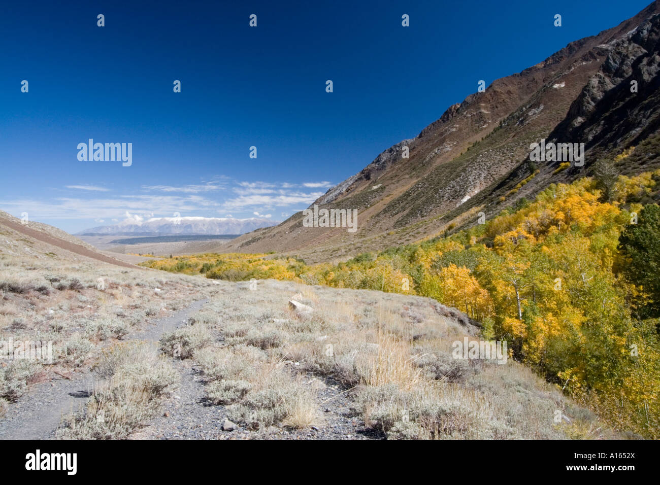 Digital stock image of fall foliage and mountains at McGee Creek Canyon in eastern Sierra Nevada mountains Stock Photo