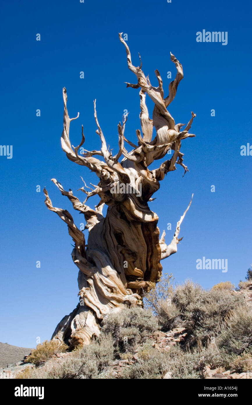Digital stock image of Bristlecone Pine in the Schulman Grove of the Ancient Bristlecone Pine Forest Stock Photo