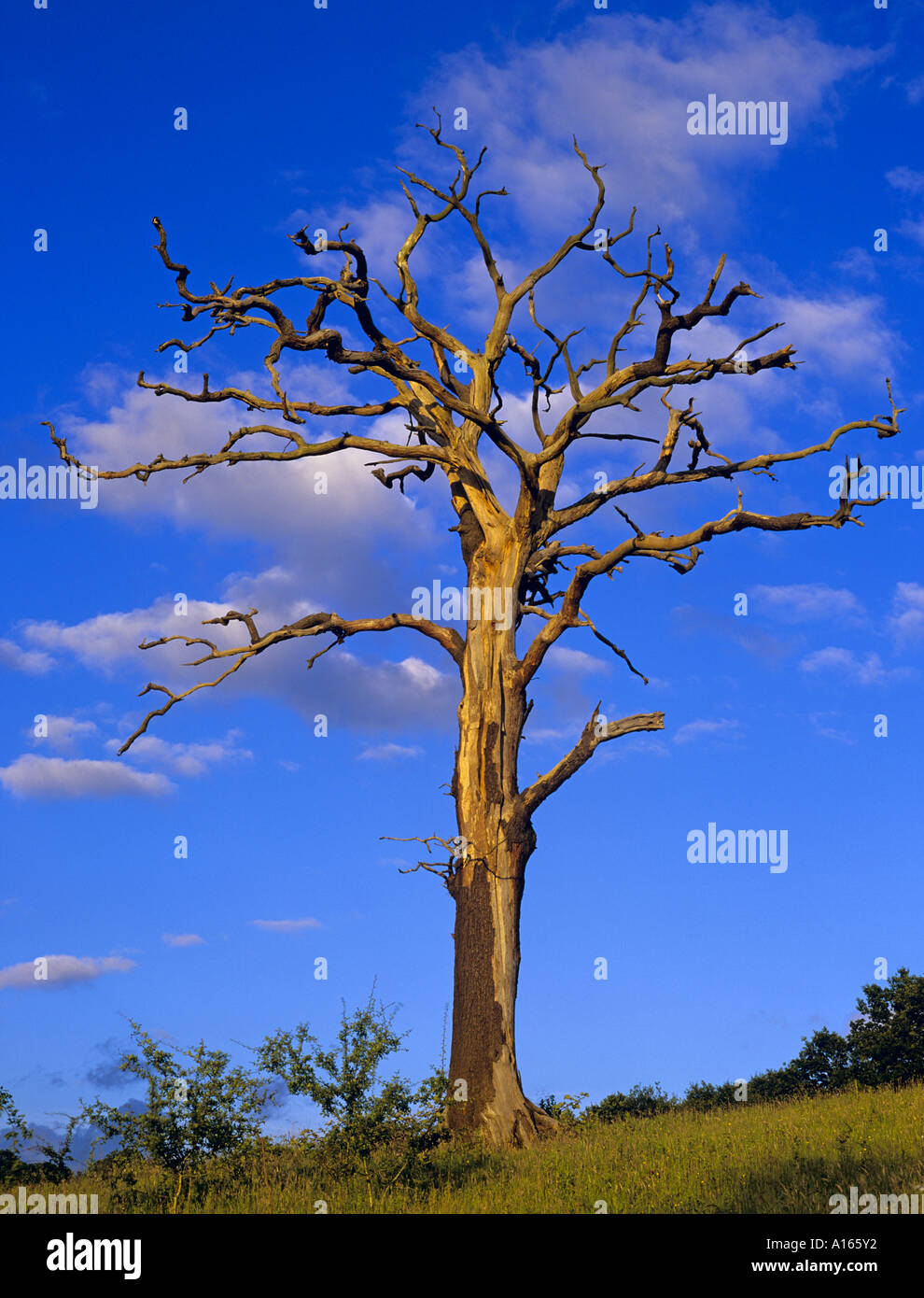 Dead oak tree in meadow Epping Forest Essex England UK Stock Photo Alamy