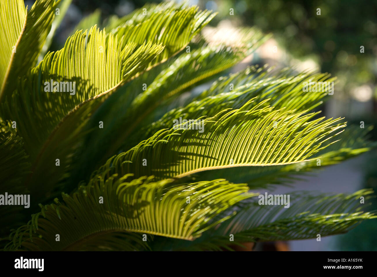 growth in rabat malta Stock Photo