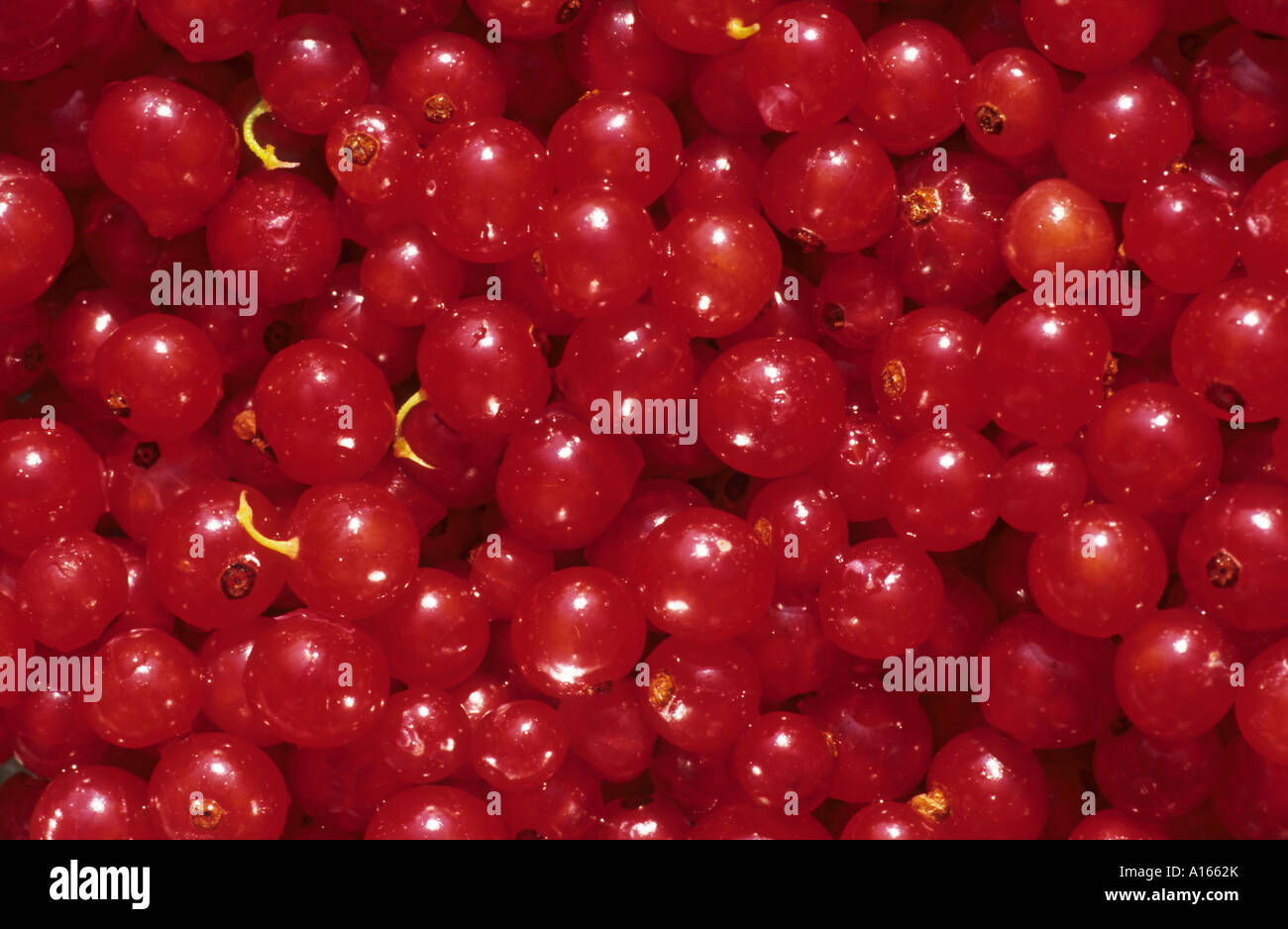 redcurrants Stock Photo