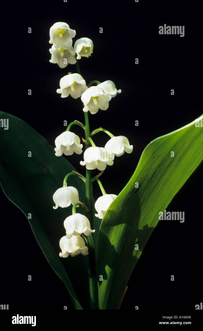 Lily of the Valley flowers Stock Photo