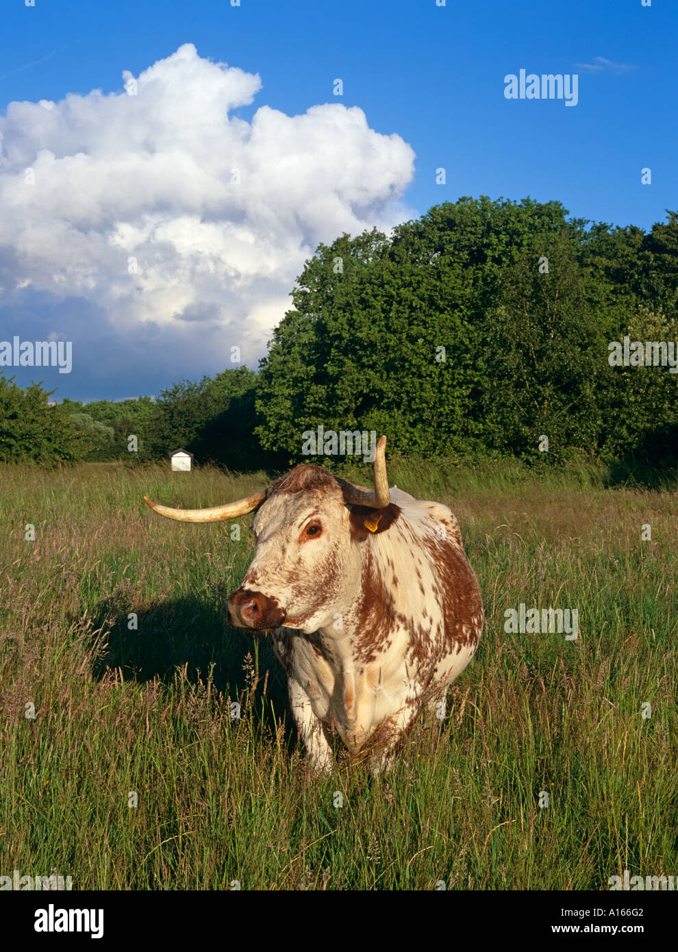 English longhorn cattle hi-res stock photography and images - Alamy