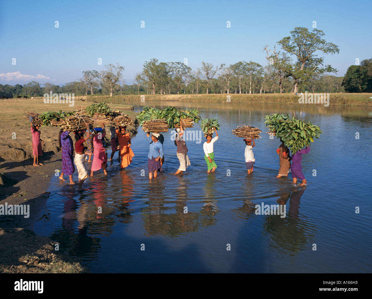 Women carrying firewood across river Chitwan National Park Nepal Asia Stock Photo