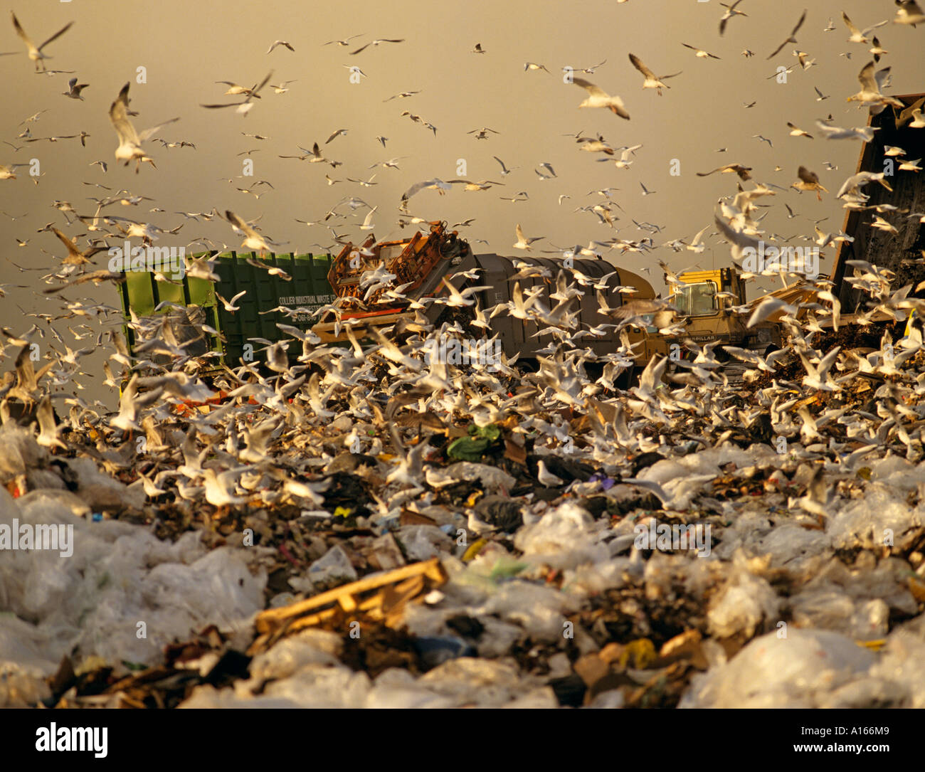 Gulls on landfill site with bulldozers Warrington Cheshire England UK Stock Photo