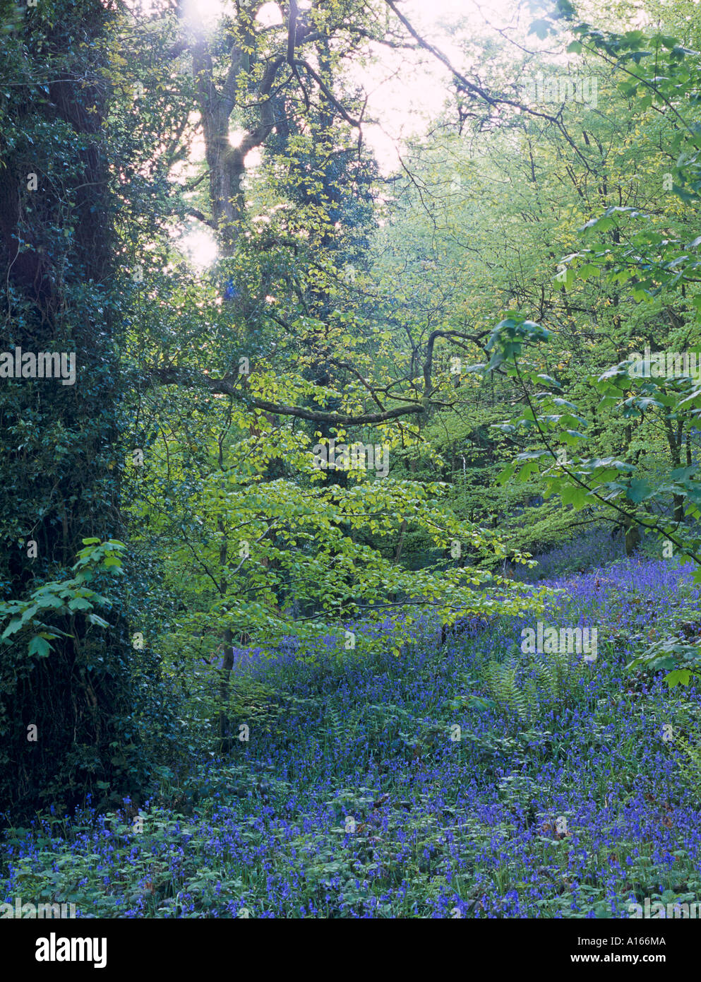 Oakwood park wildlife hi-res stock photography and images - Alamy
