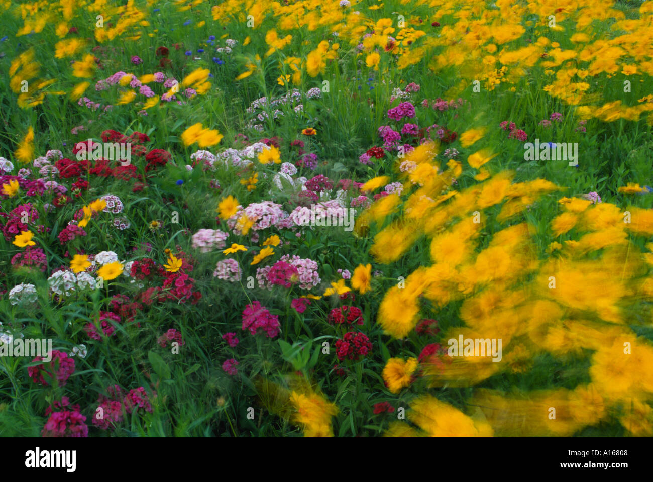 Windblown group of blooming wildflowers in summer meadow including Coreopsis and Dianthus, Missouri USA Stock Photo