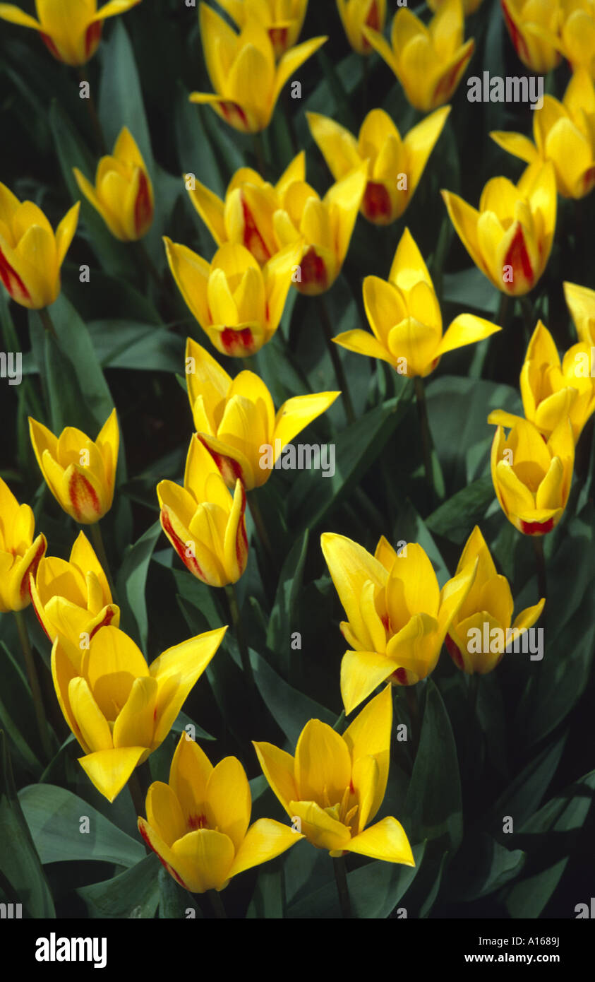 Yellow Giuseppe Verdi kaufmanniana tulips. Stock Photo