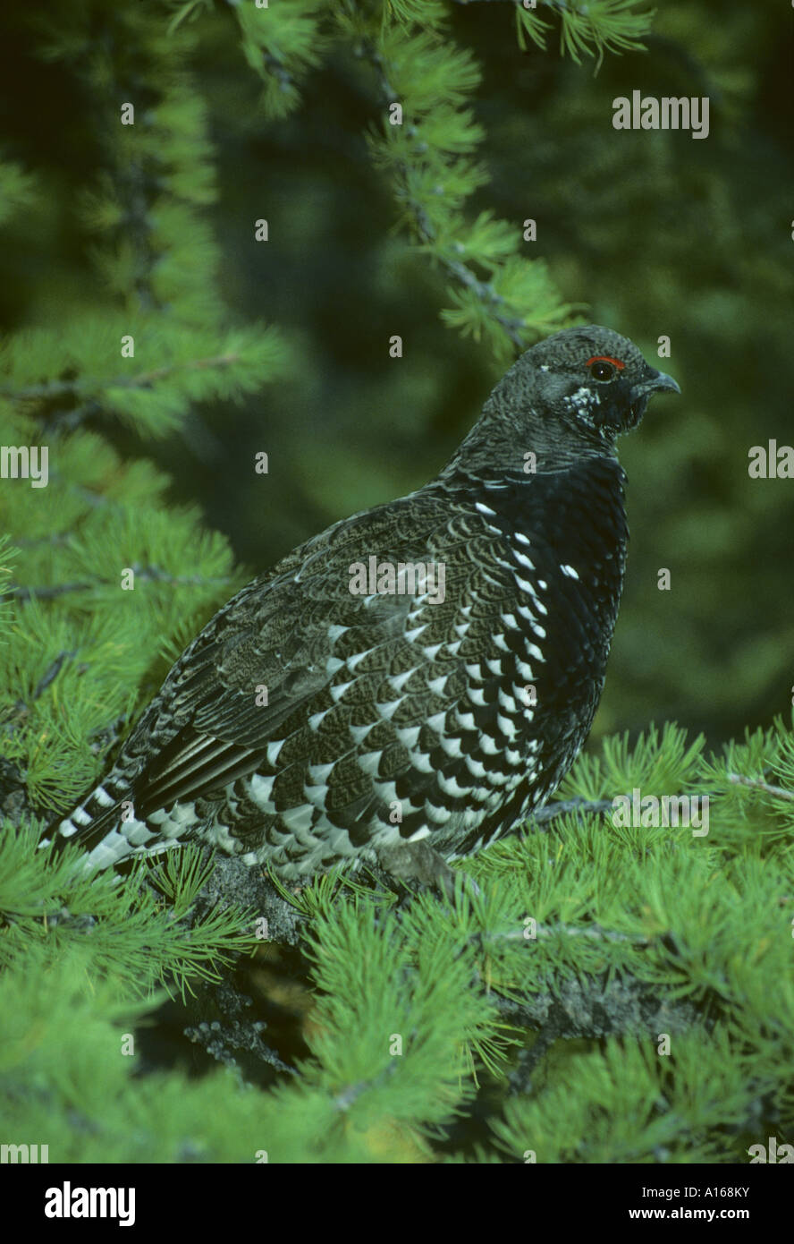 Spruce Grouse (Dendragapus canadensis)  Canada, Banff National Park, in larch tree. Stock Photo