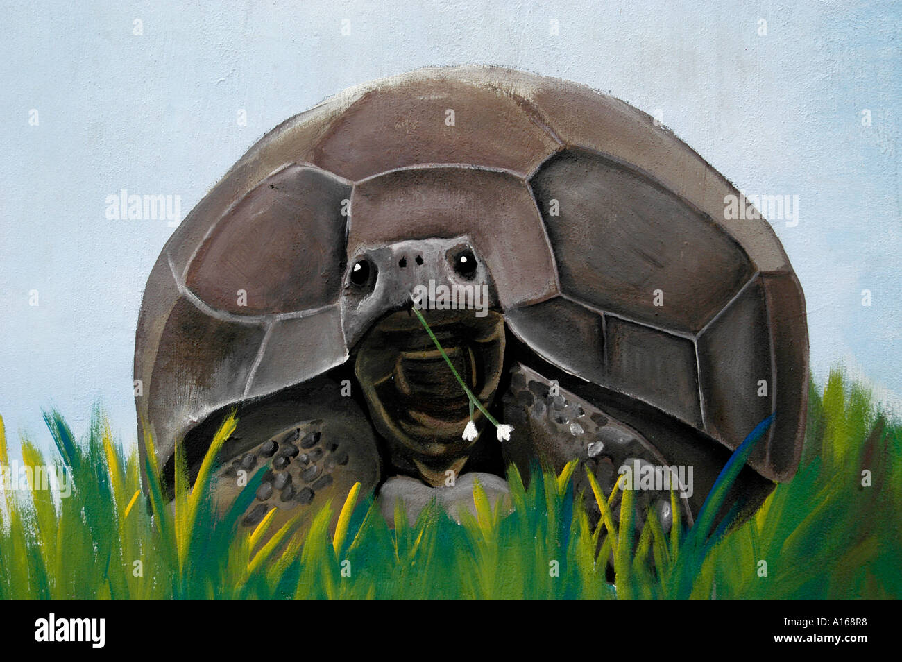 RSA South Africa Southafrica Turtle Stock Photo Alamy