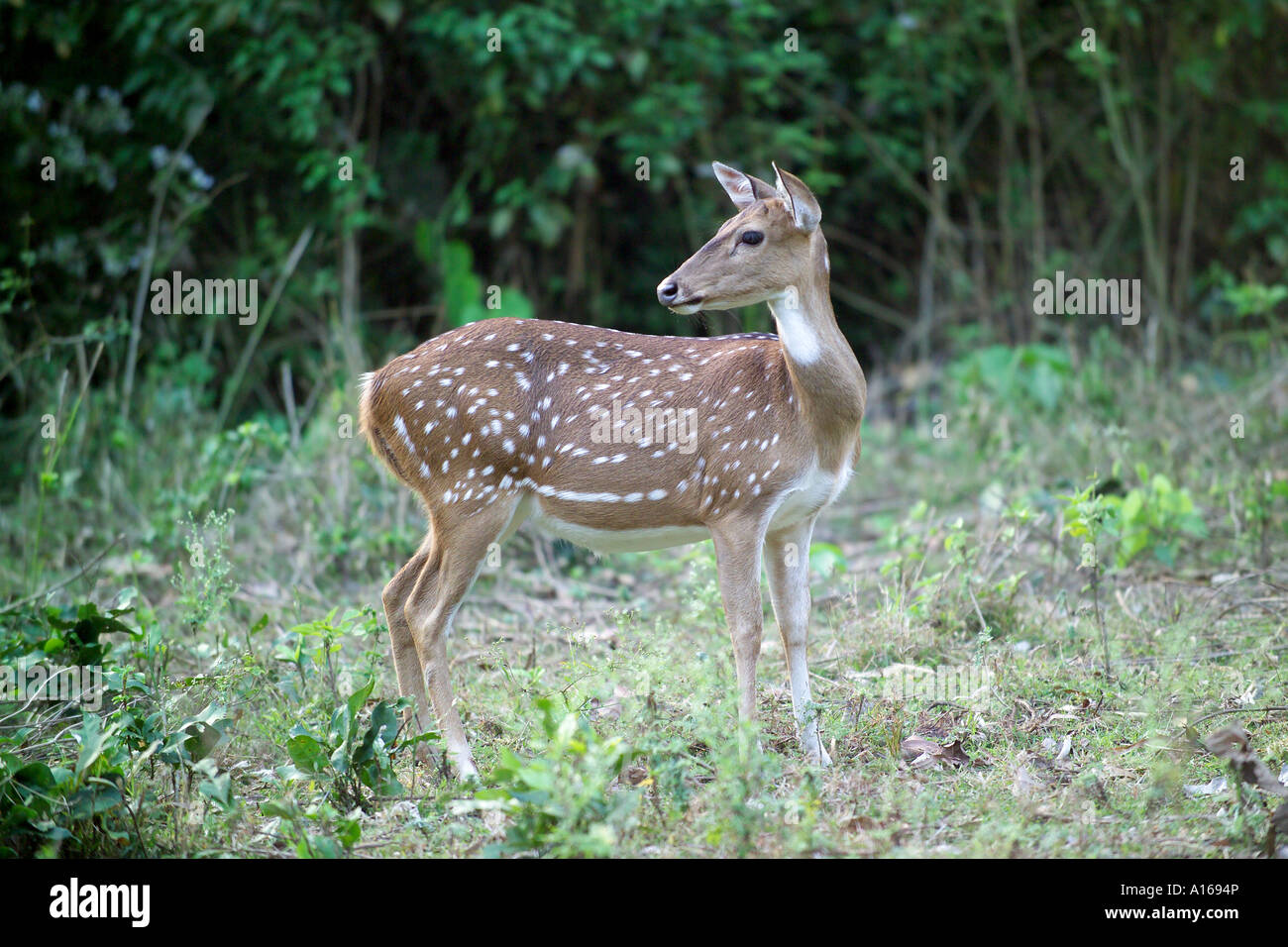 Chittal or spotted deer wildlife sanctuary near Mysore Karnataka India ...
