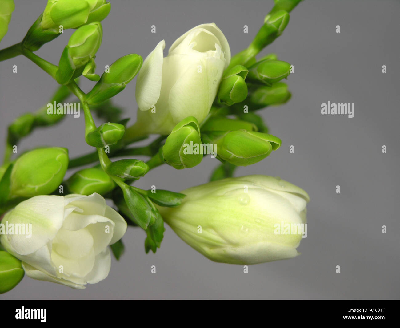 White freesias fresh flowers picked closed buds flowers hires stock