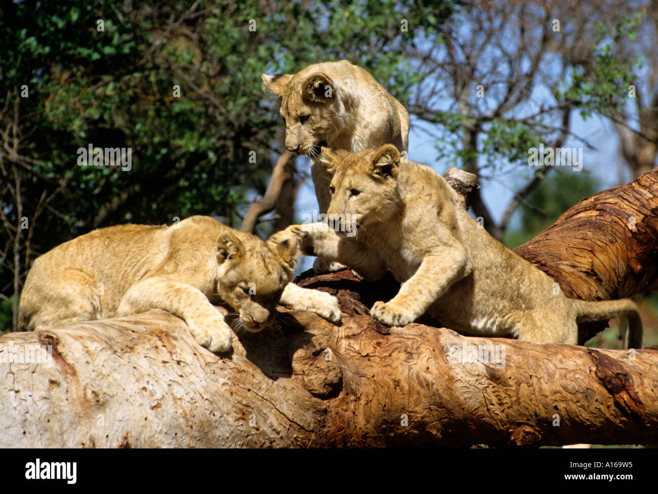 Baby Lions Small Little Lion Lions South Africa Kruger Park Group family Stock Photo