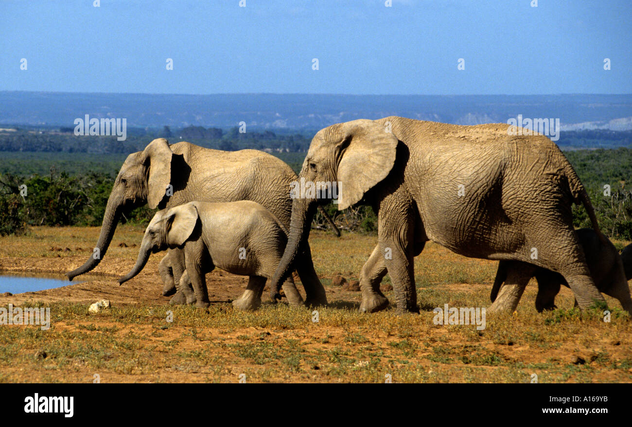 African elephant elephants Family group baby young Stock Photo Alamy