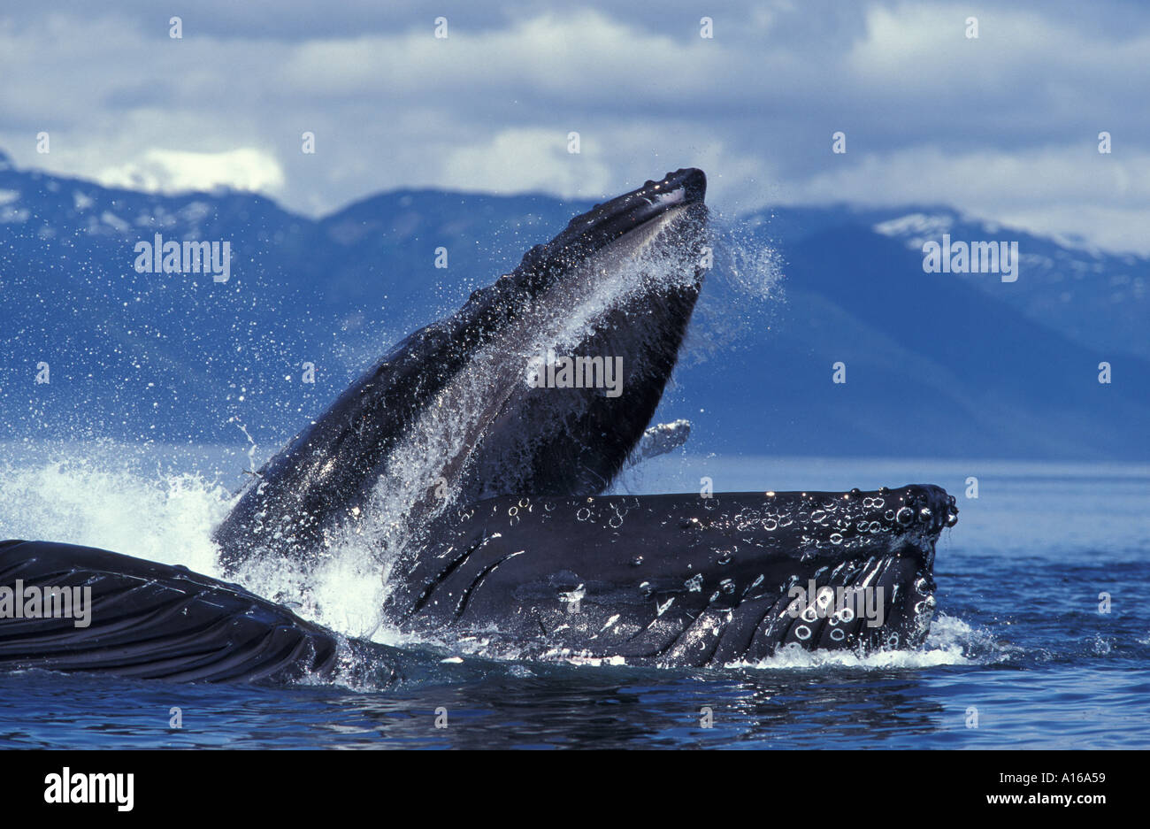 km10068. Humpback Whale bubble net feeding, Megaptera novaeangliae. Alaska, Pacific Ocean. Photo Copyright Brandon Cole Stock Photo