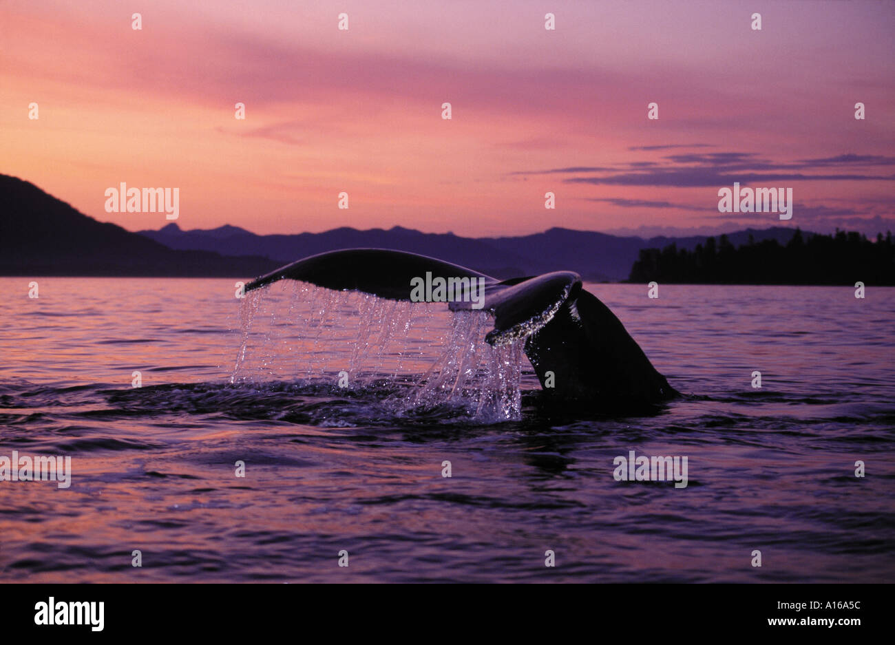 km2113. Humpback Whale, tail flukes at sunset. Megaptera novaeangliae. Alaska, Pacific Ocean. Photo Copyright Brandon Cole Stock Photo
