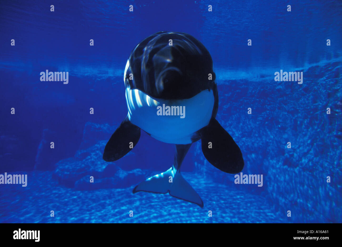 Florida orcas hires stock photography and images Alamy