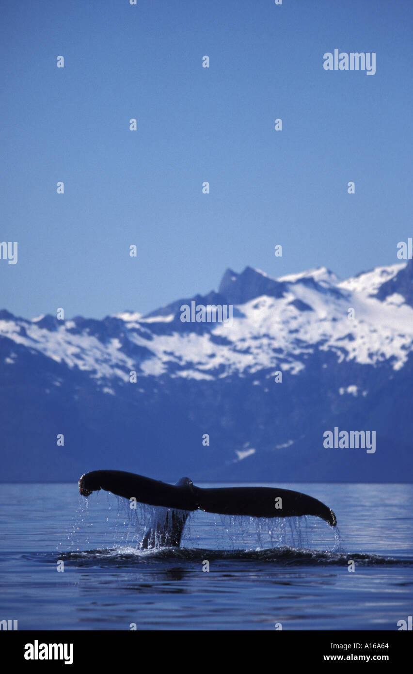 Humpback Whale Sounding High Resolution Stock Photography and Images ...