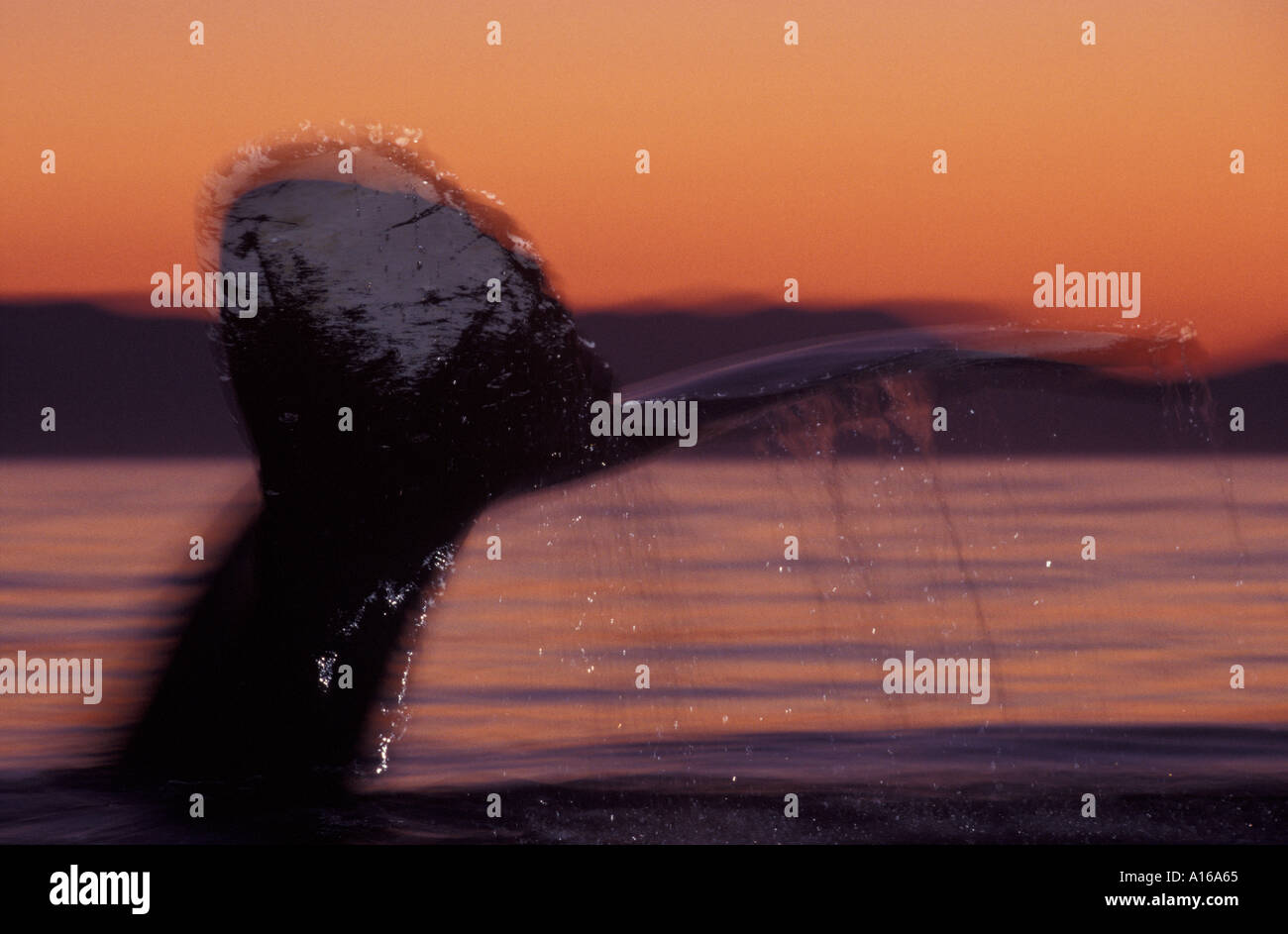 Humpback whale sounding hi-res stock photography and images - Alamy