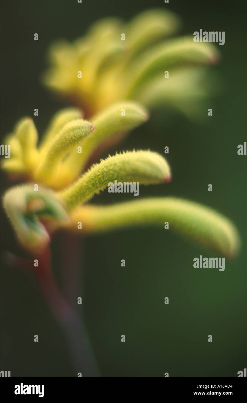 Green Kangaroo Paw SW Australia Stock Photo Alamy green-kangaroo-paw-sw-australia-stock-photo-alamy