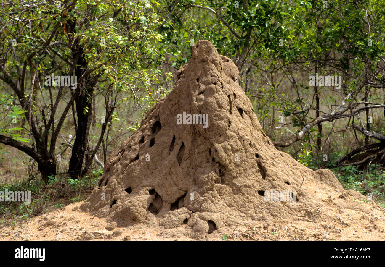 South Africa  anthill ant heap Stock Photo