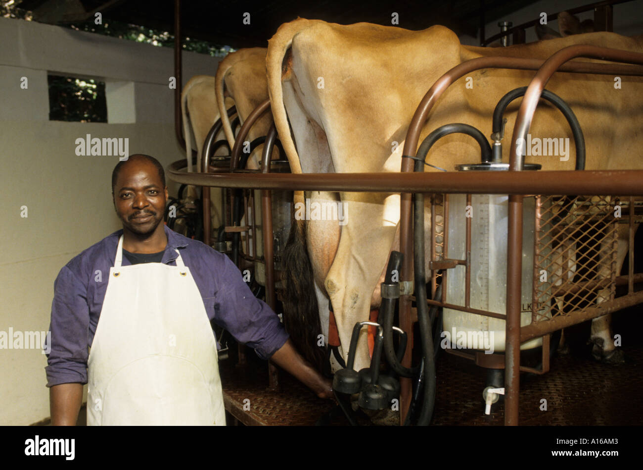 Cow Black Man South Africa dairy farm milk milking Stock Photo Alamy