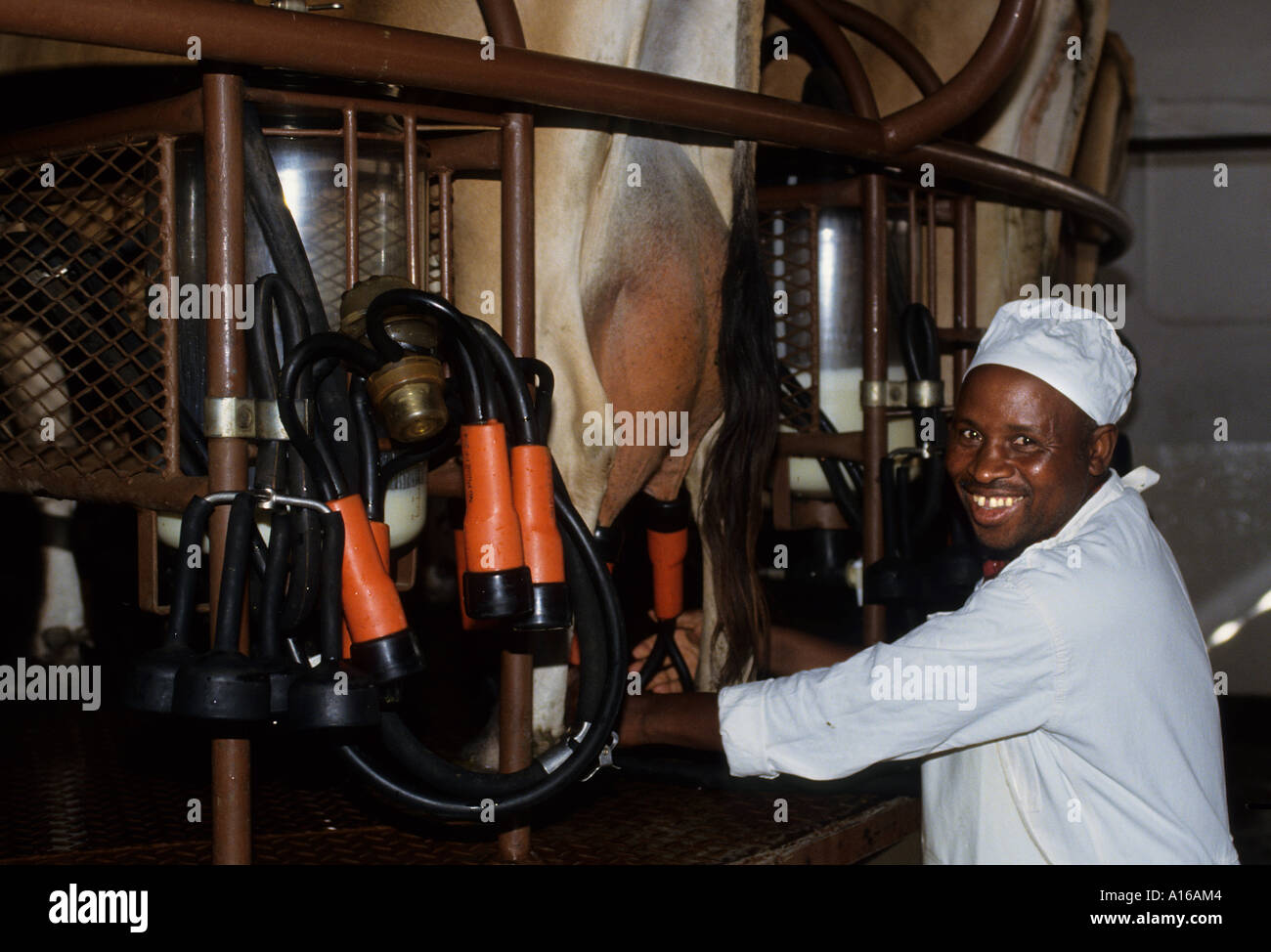 Cow Black Man South Africa dairy farm milk milking Stock Photo