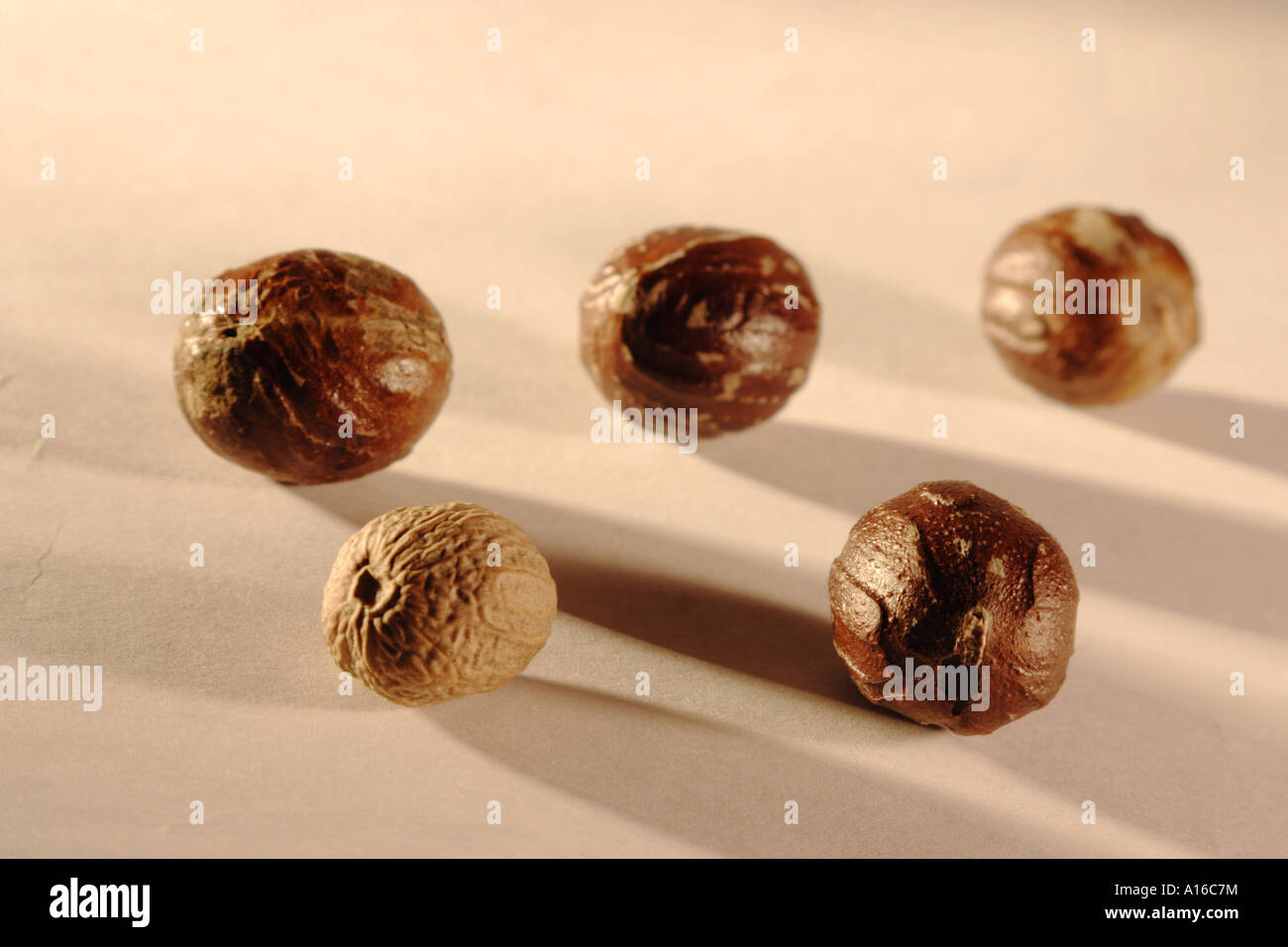 Indian Spices Jaiphal Nutmeg Myristica Fragrans Stock Photo Alamy