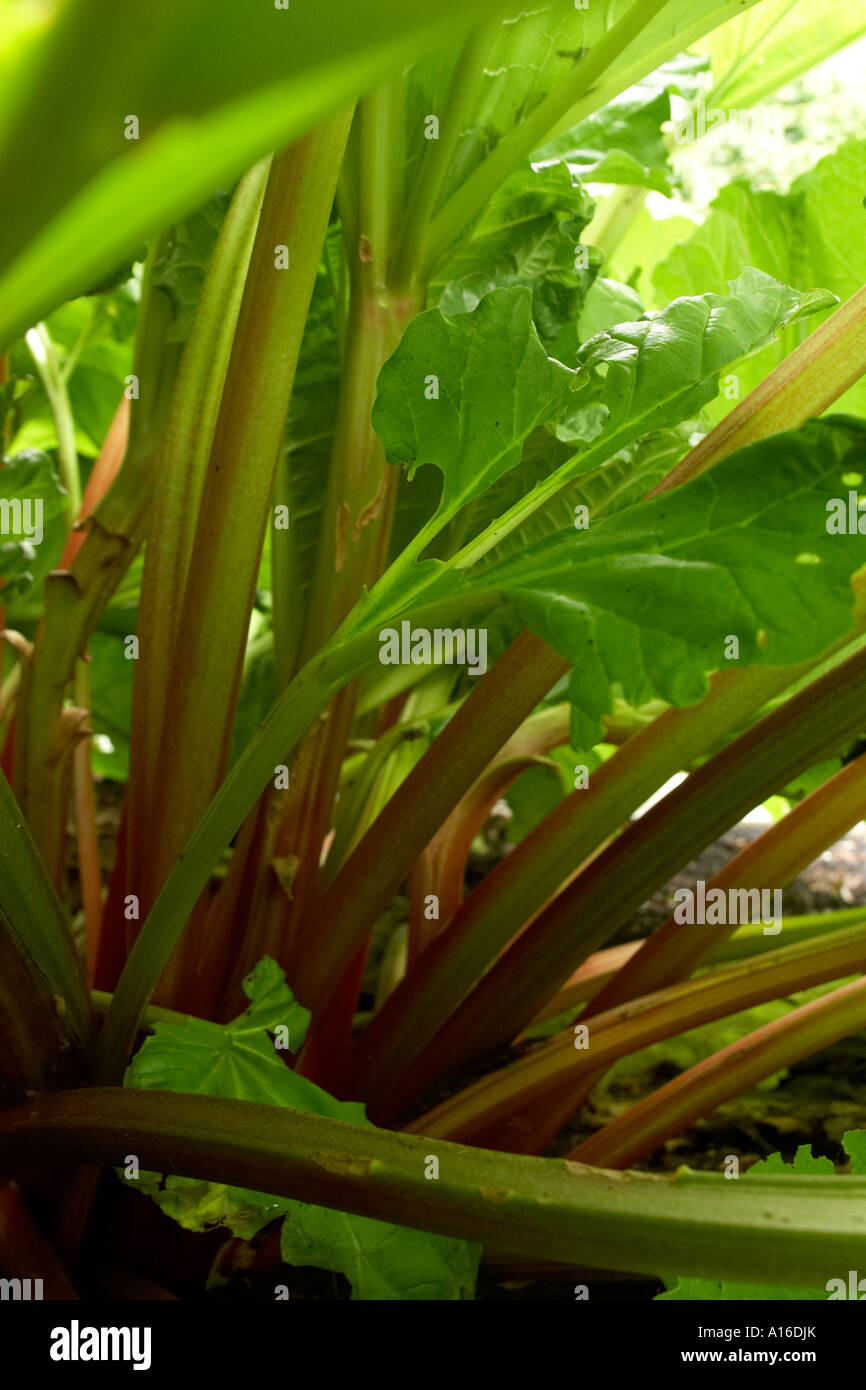 Vertical image of rhubarb stalks growing in the garden on a sunny day. Stock Photo