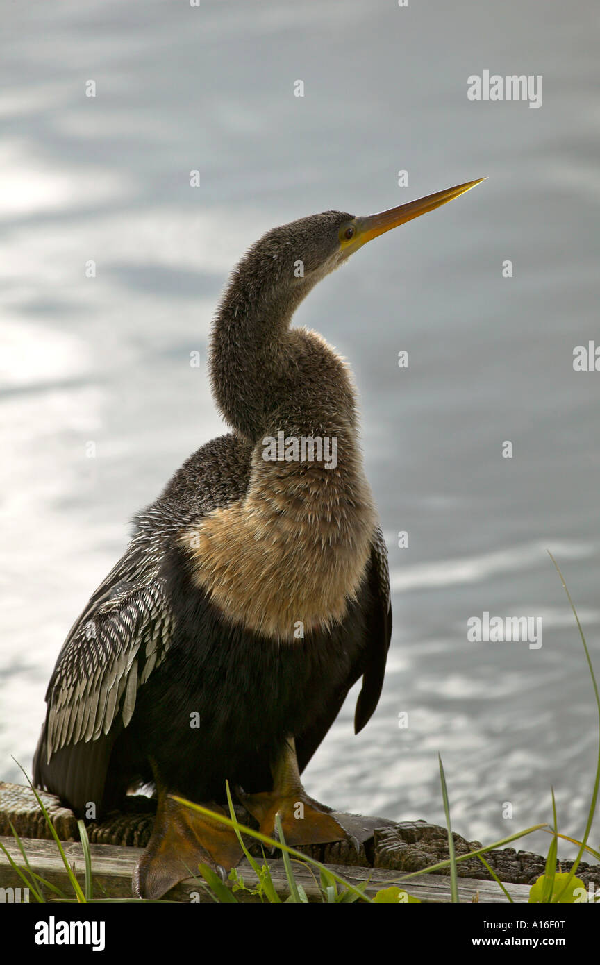 Bird anhinga florida water bird hi-res stock photography and images - Alamy