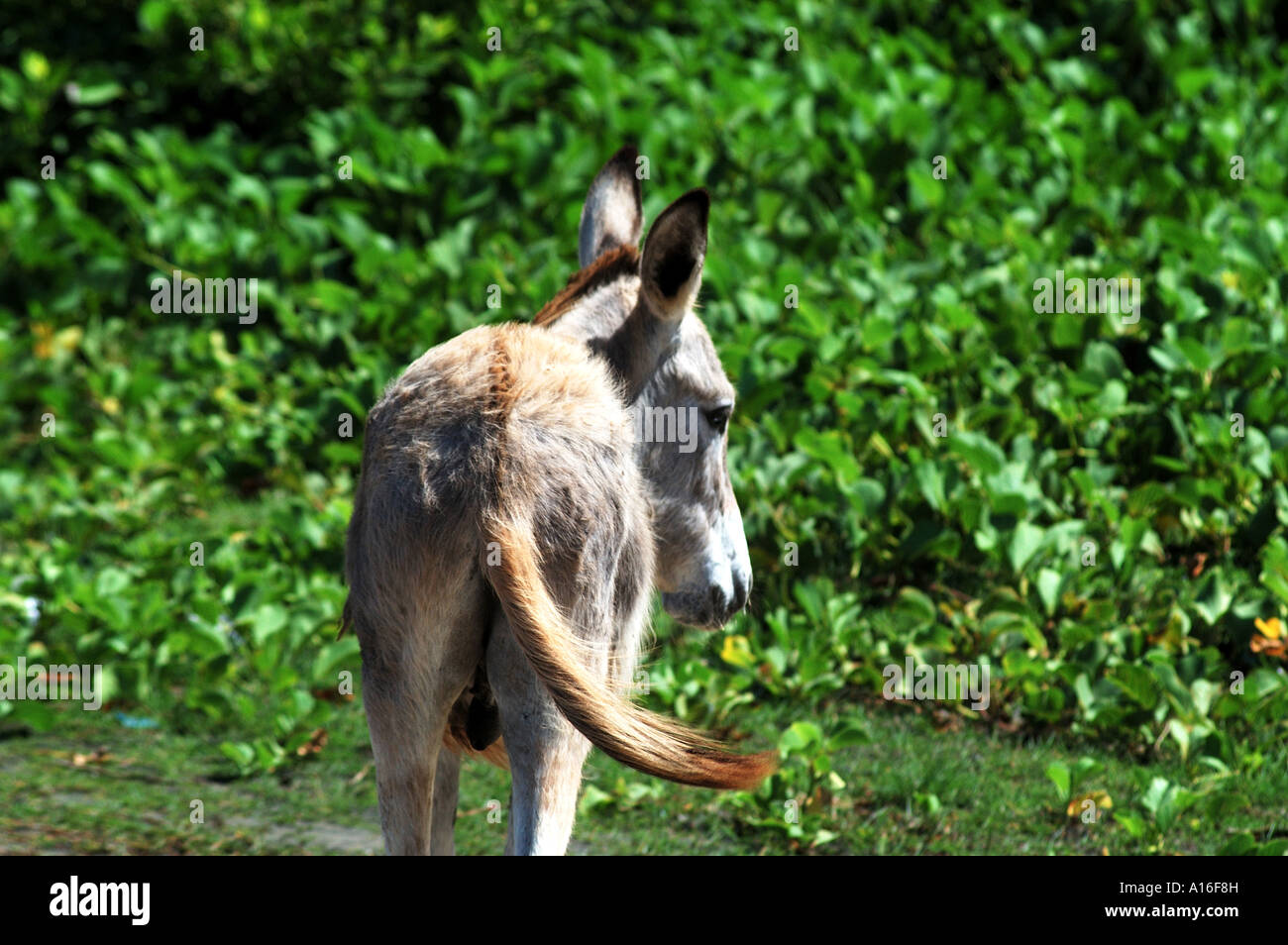 The rear end of a donkey, Fortaleza, Brazil Stock Photo - Alamy