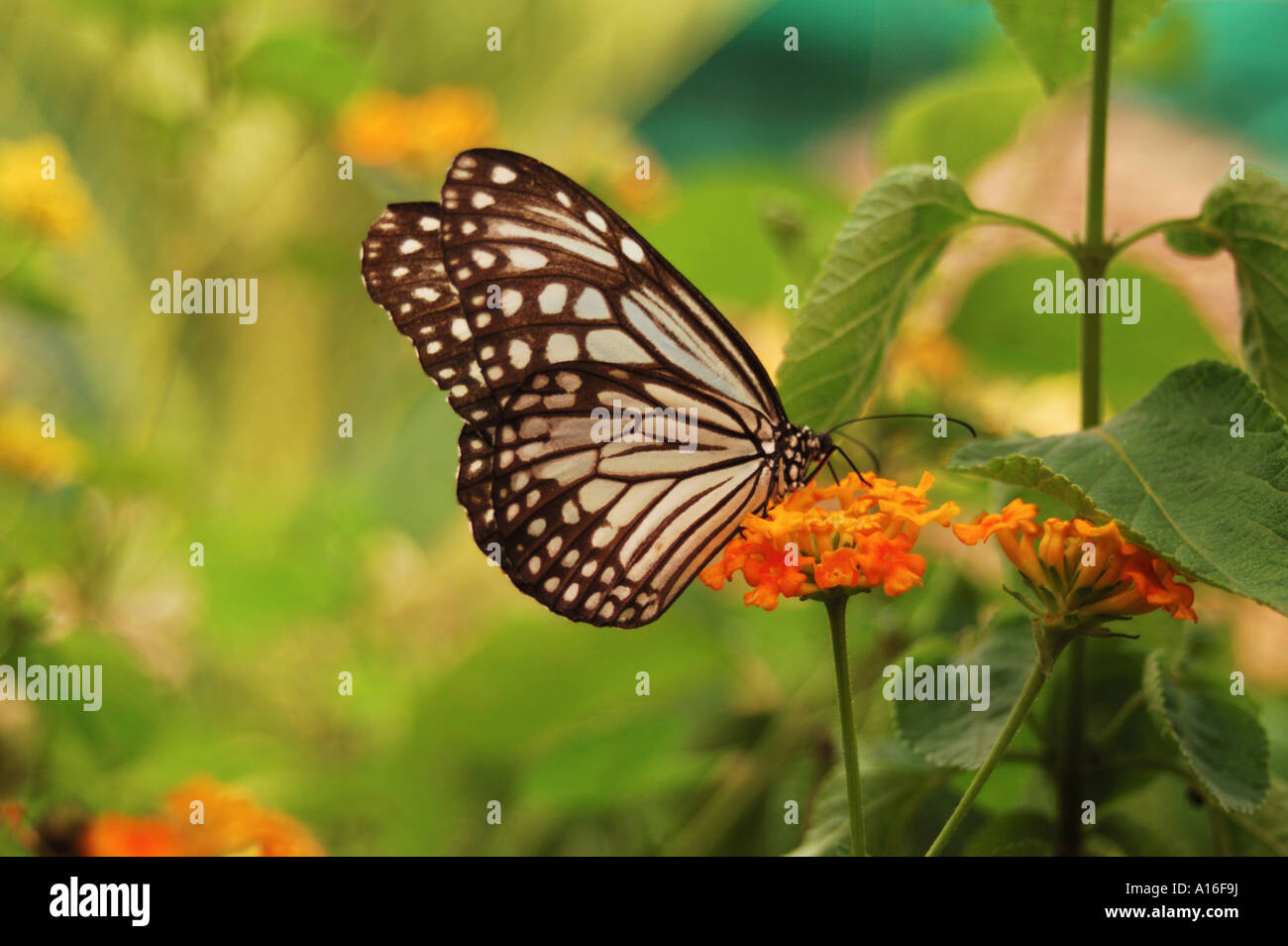 Butterfly pollinating a flower Stock Photo Alamy