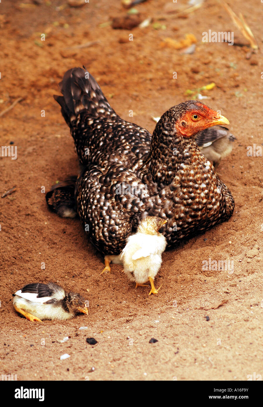 A nesting chicken and her chicks , Brazil Stock Photo - Alamy