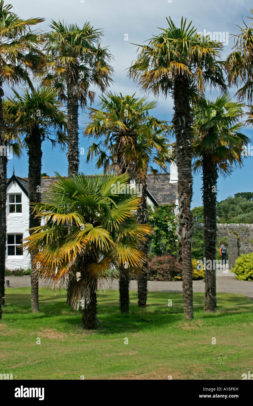 Trachycarpus fortunei uk garden hires stock photography and images Alamy