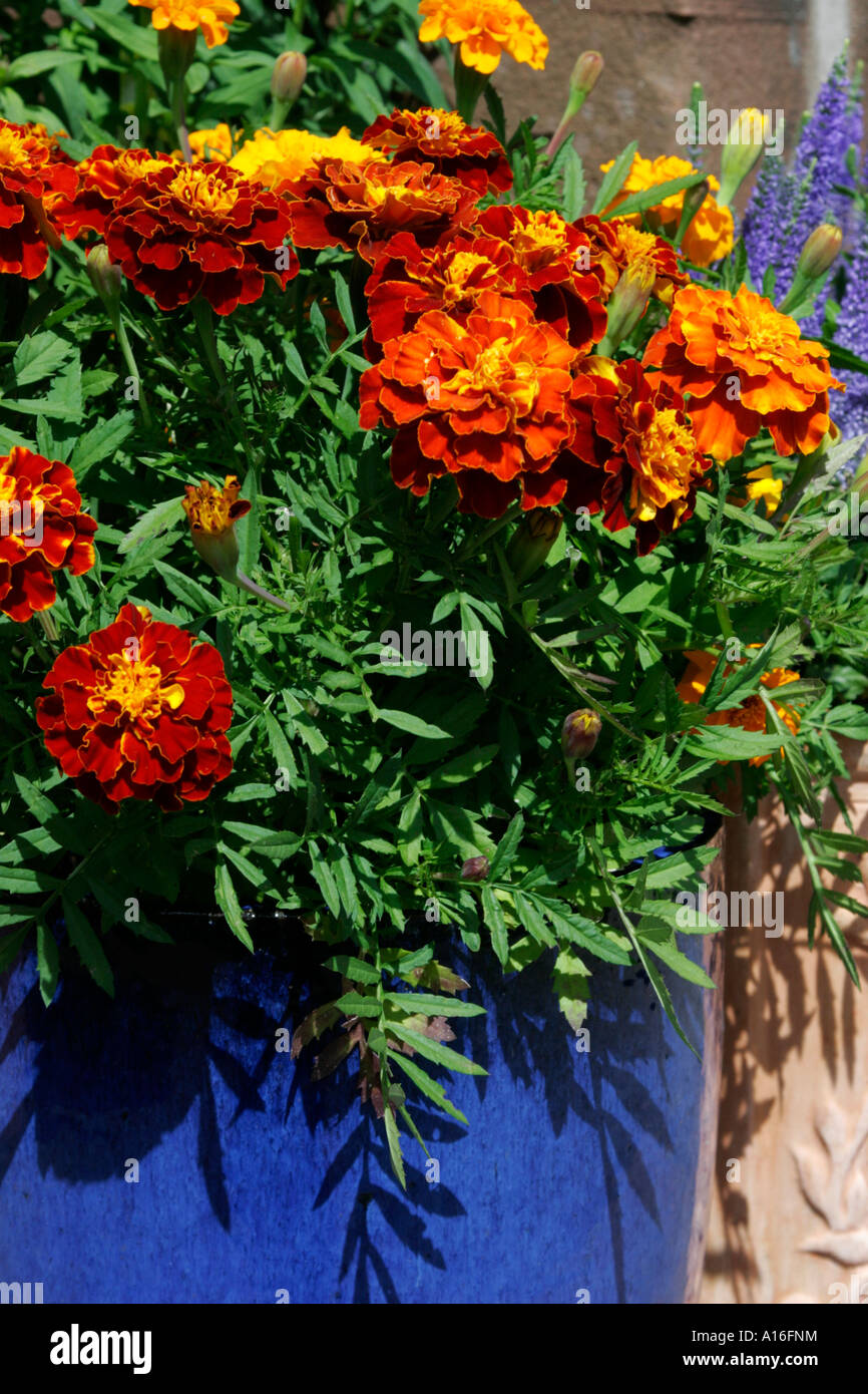 Marigolds growing in a blue flower pot Stock Photo Alamy