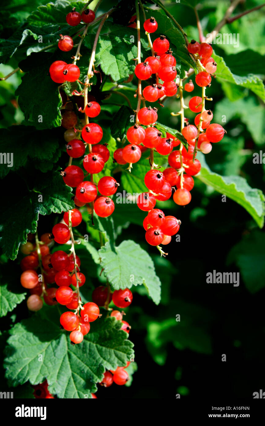 Red currant bush ripe berries hi-res stock photography and images - Alamy