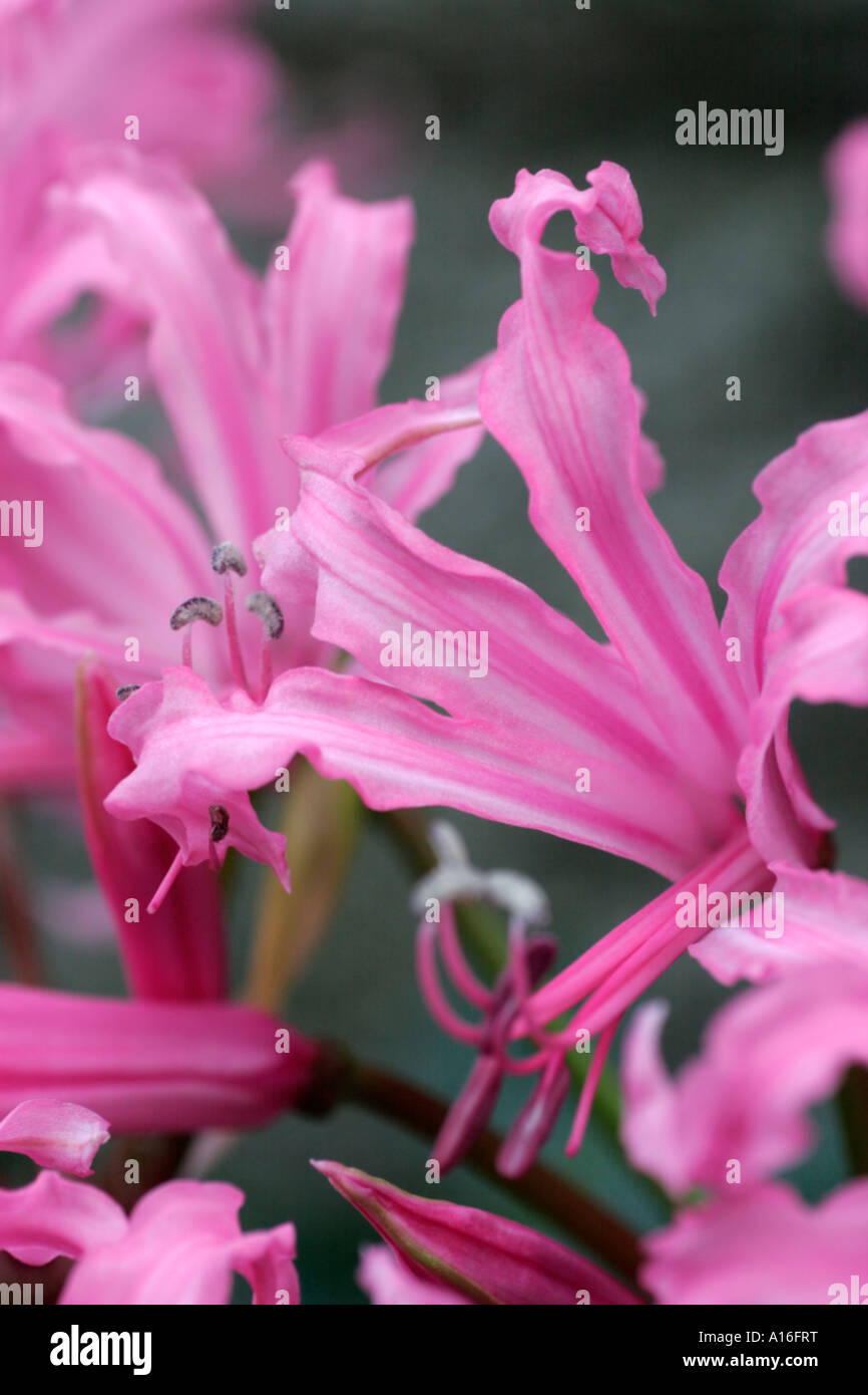 Nerine bowdenii flowers Stock Photo