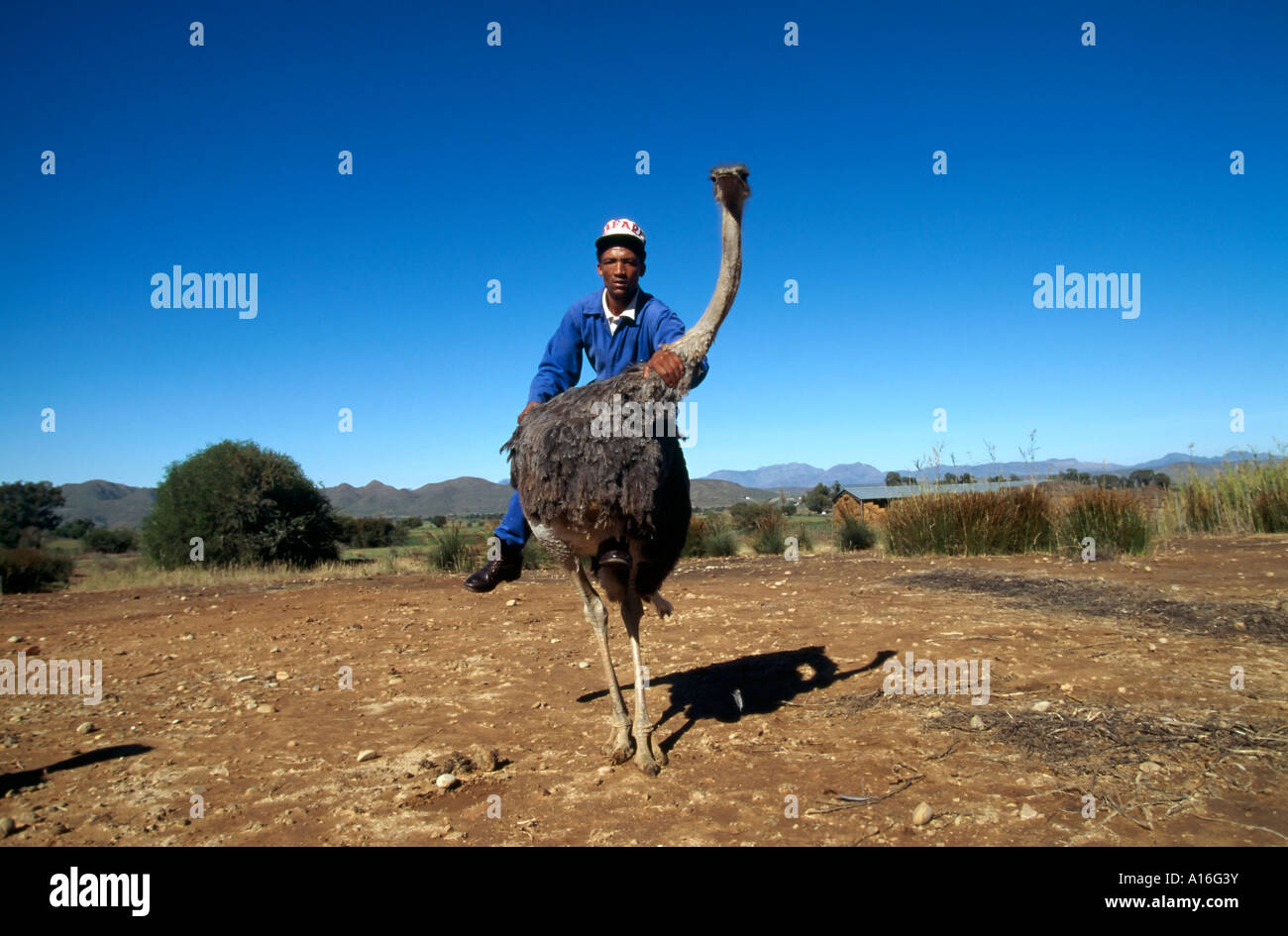 employee demonstrating riding an ostrich on an ostrich farm Kleine Karoo South Africa Stock Photo