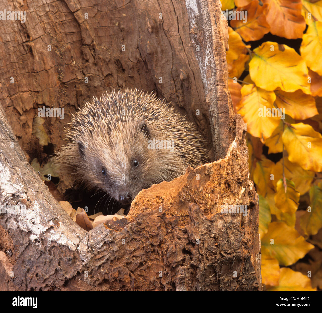 Hedgehog Erinaceus europaeus in Autumn Stock Photo