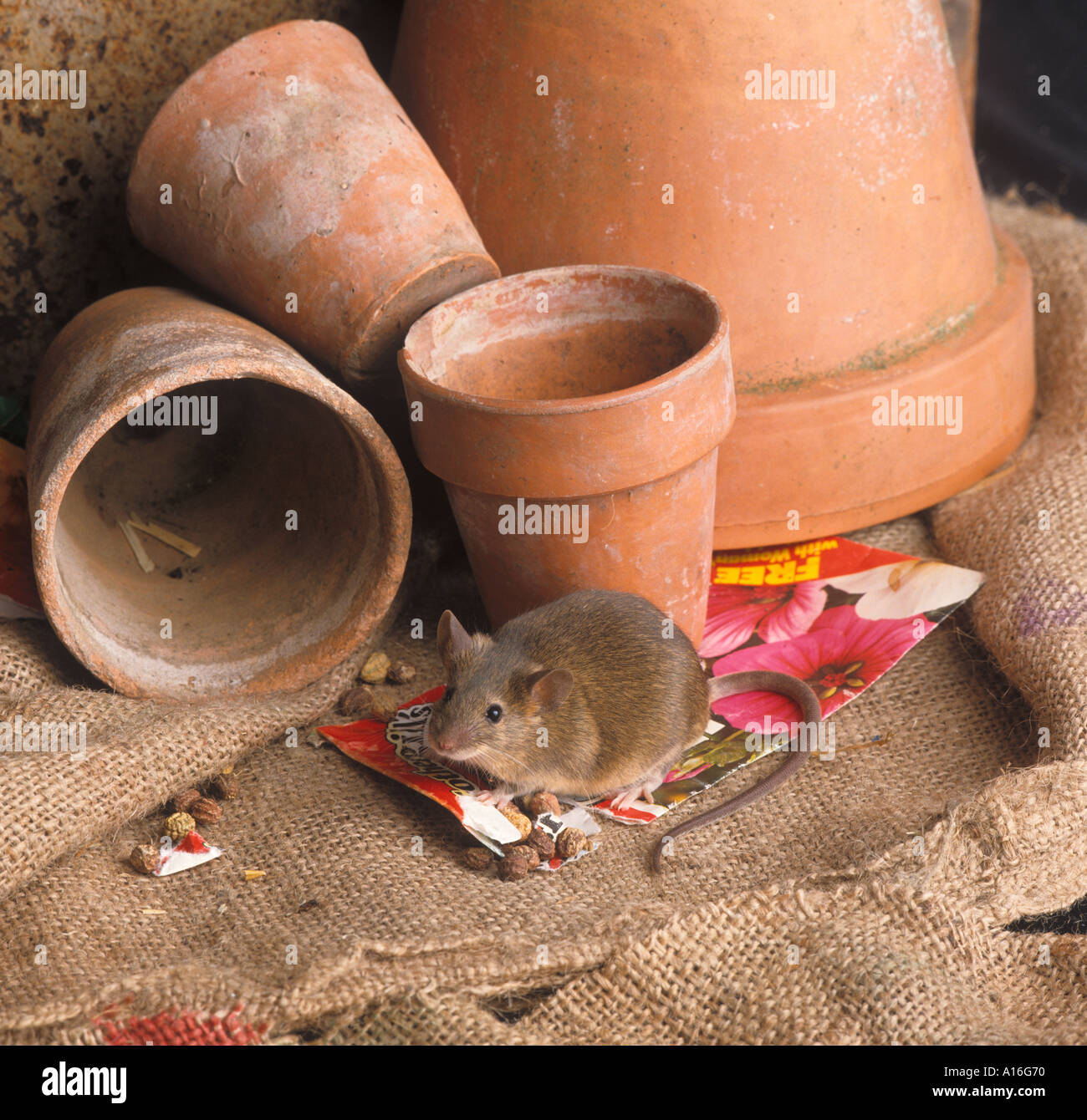 House Mouse Mus musculus eating stored seed in gardeners potting shed