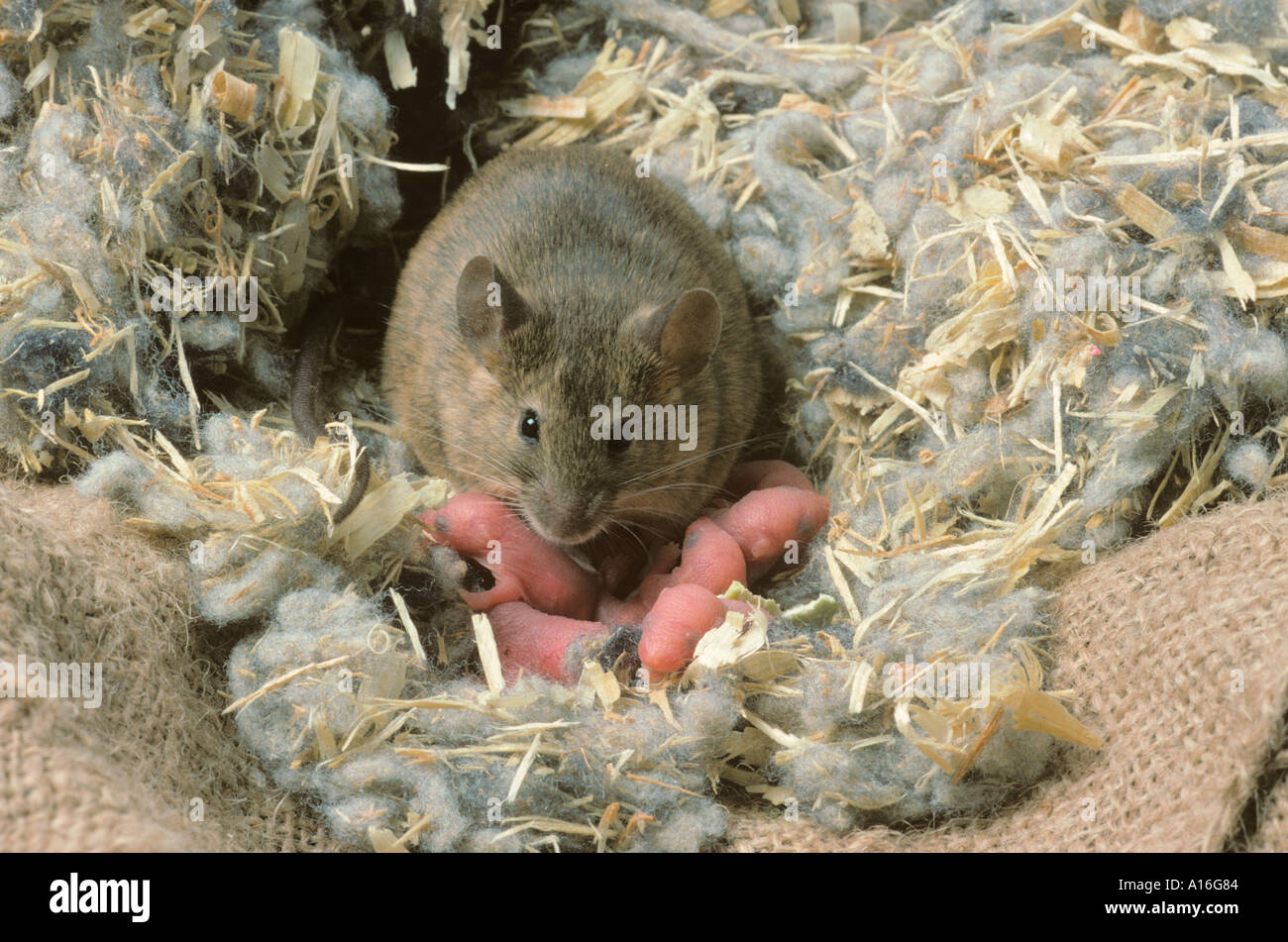 House Mouse Mus musculus with young  in gardeners potting shed Stock Photo