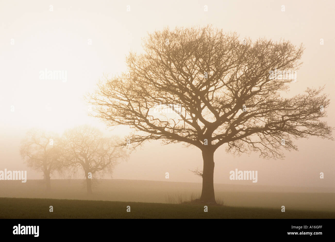 Mist and bare trees in a field Stock Photo